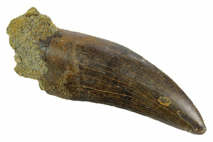 Serrated, Tyrannosaur Tooth - Judith River Formation #128511